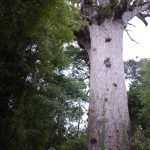 Tane Mahuta