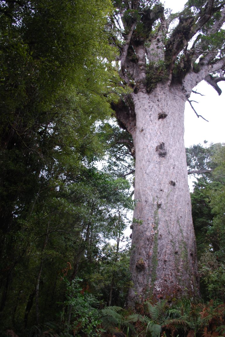 Tane Mahuta