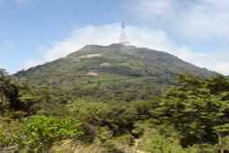 Mt Te Aroha