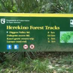 herekino forest track