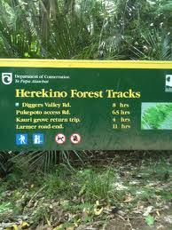 herekino forest track