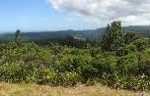 Waipoua Forest Lookout