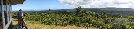 Waipoua Forest Lookout