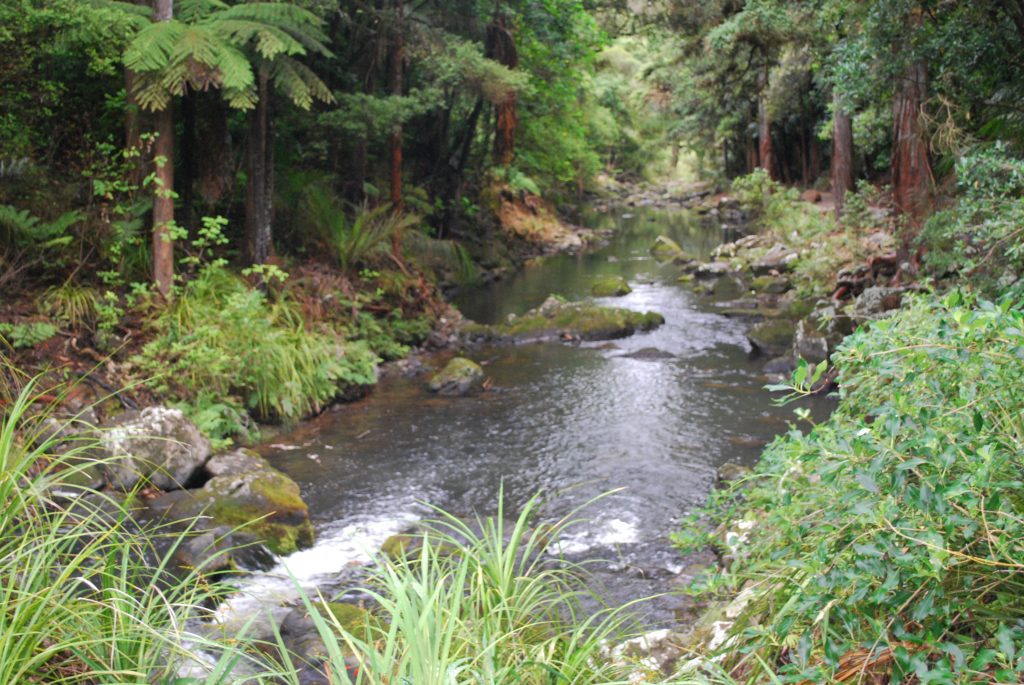 Whirinaki Waterfall Loop Track