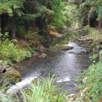 Whirinaki Waterfall Loop Track