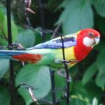 Easter Rosella