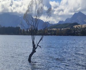 That Wanaka Tree