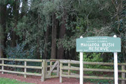 Waharoa-Hawes-Bush-Walk